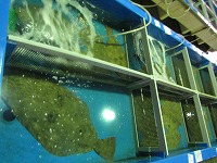 活魚水槽のヒラメ