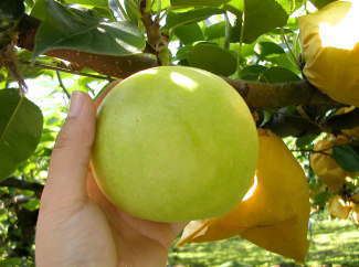 収穫期の梨の果実
