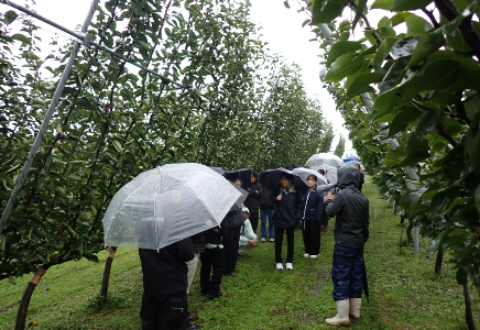 果樹の圃場案内