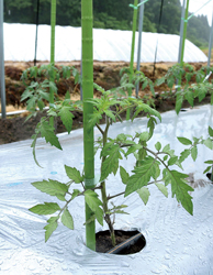 定植直後のトマトの苗の写真