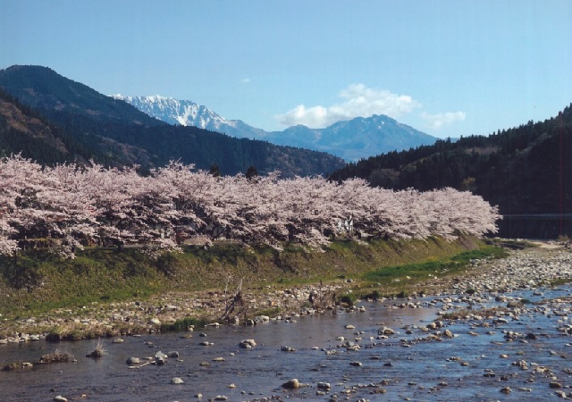 金賞日野川の春