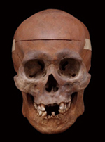 出土した頭蓋骨の写真