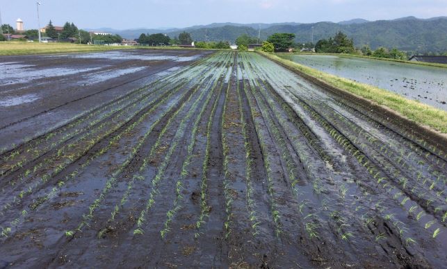 まっすぐに植えられた水稲苗