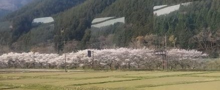 佐川の桜