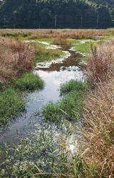 再現された湿地の写真