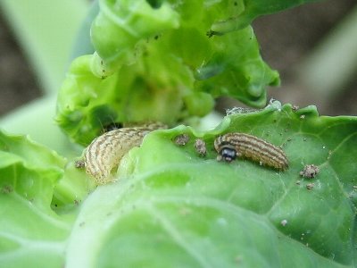 ハイマダラノメイガ幼虫