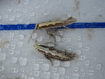 フェロモントラップに誘殺されたコナガ