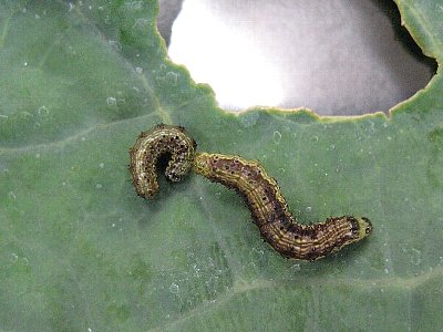 オオタバコガ若齢幼虫