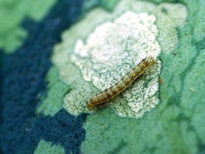 スイカを食害するオオタバコガ幼虫