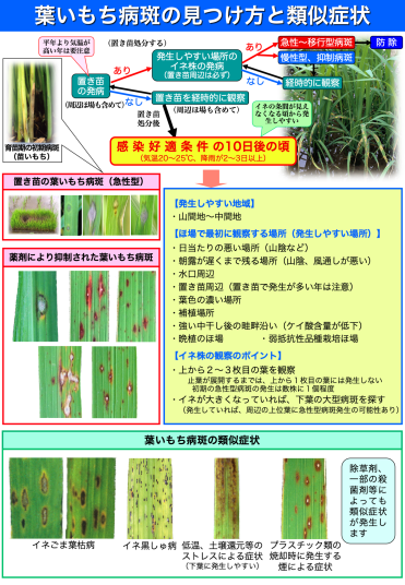 葉いもち病斑の見つけ方写真