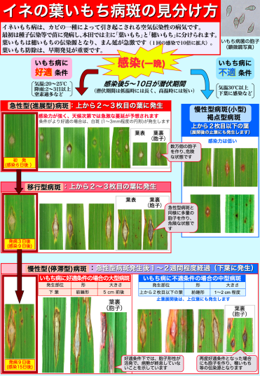 葉いもち病斑の見分け方写真