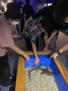 タッチングプールで魚に手を伸ばす児童