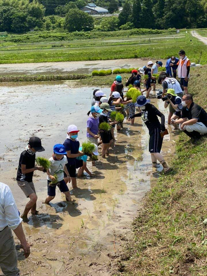 船岡地区の田植え体験