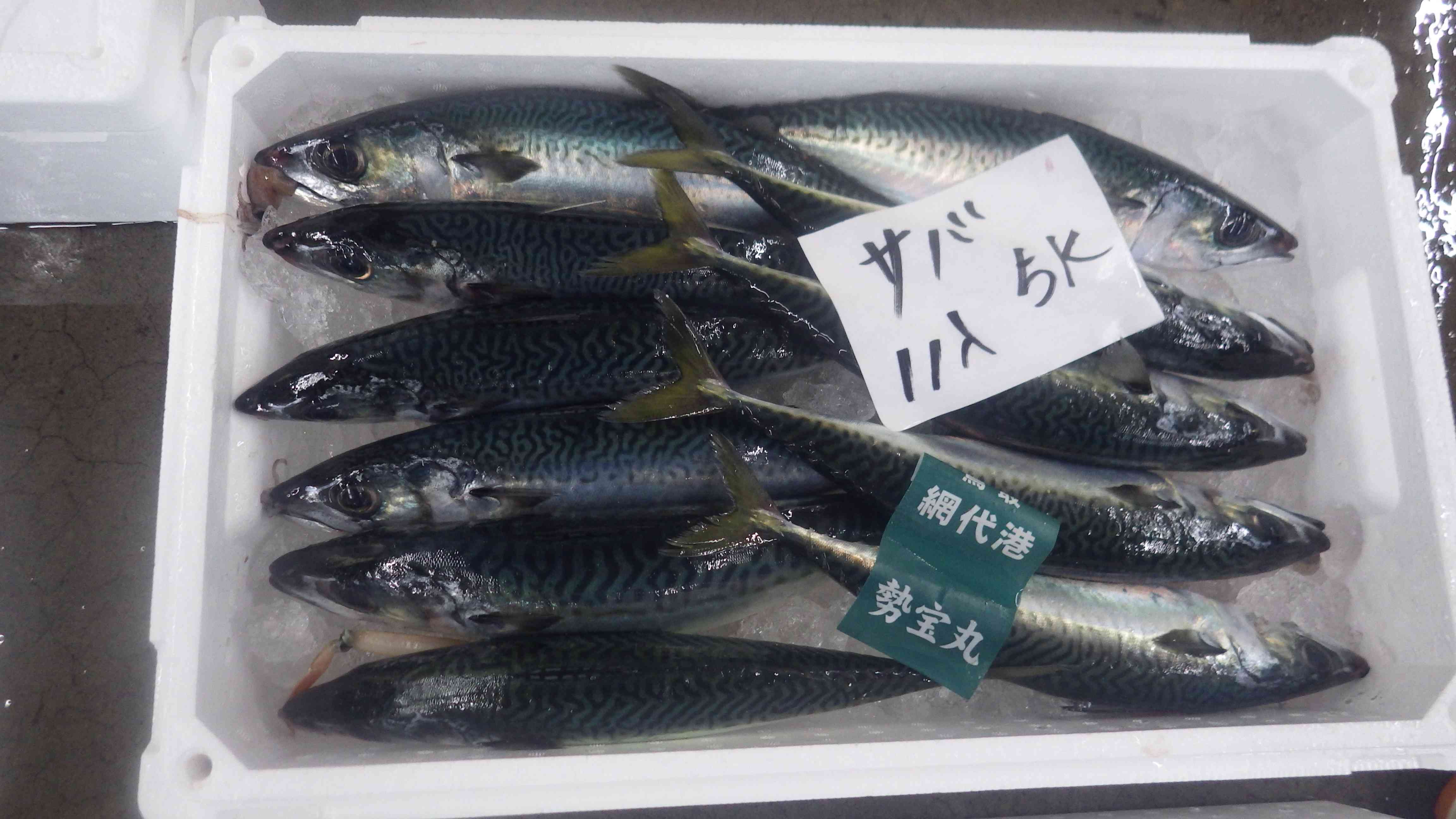 網代沖底マサバ