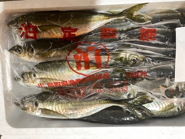 良い型のアジ