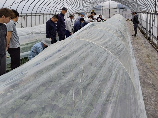 スイカの肥料試験の説明を受けています