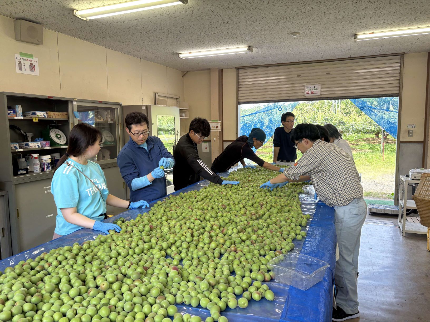 ウメ収穫