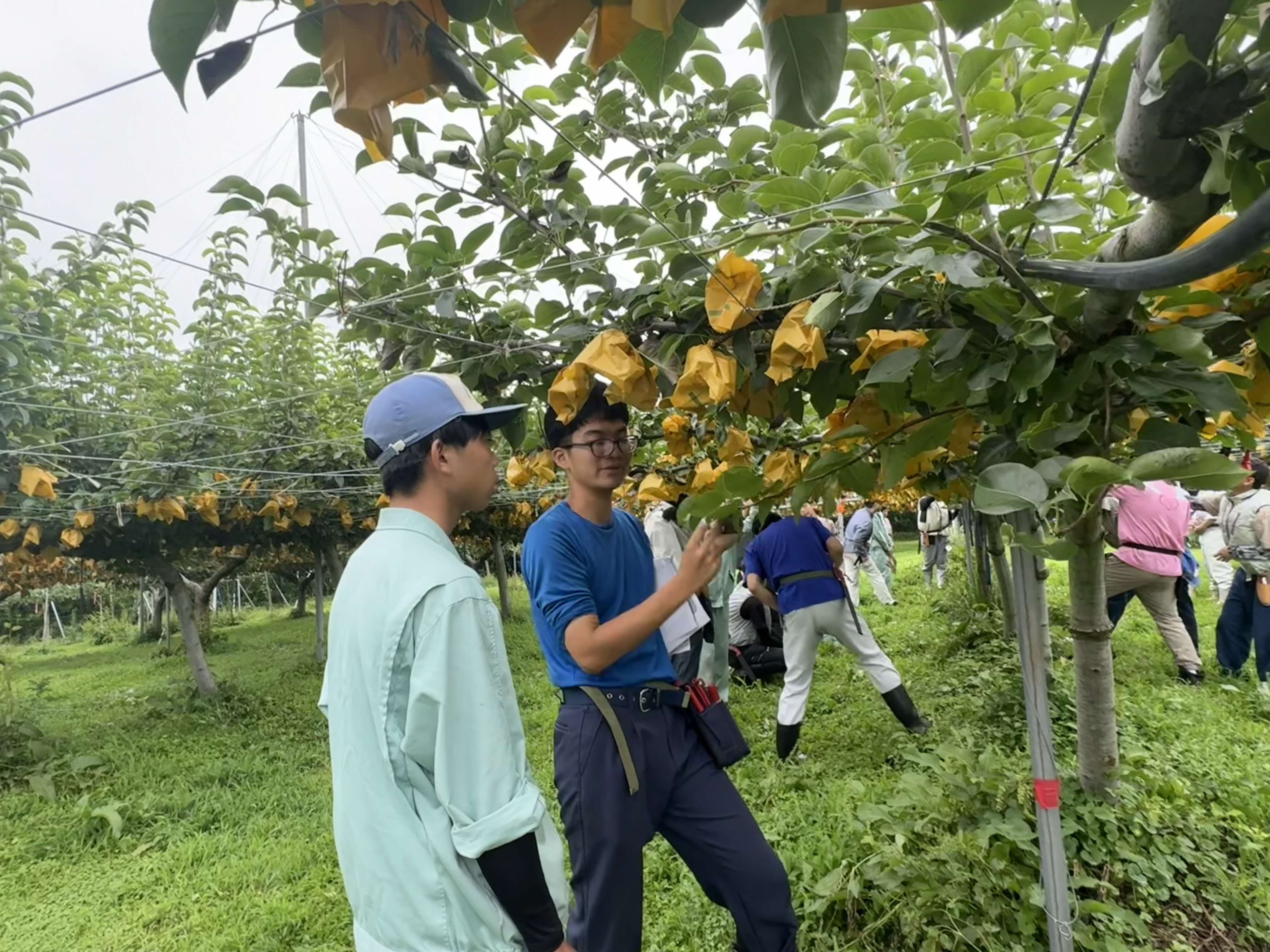 夏枝管理