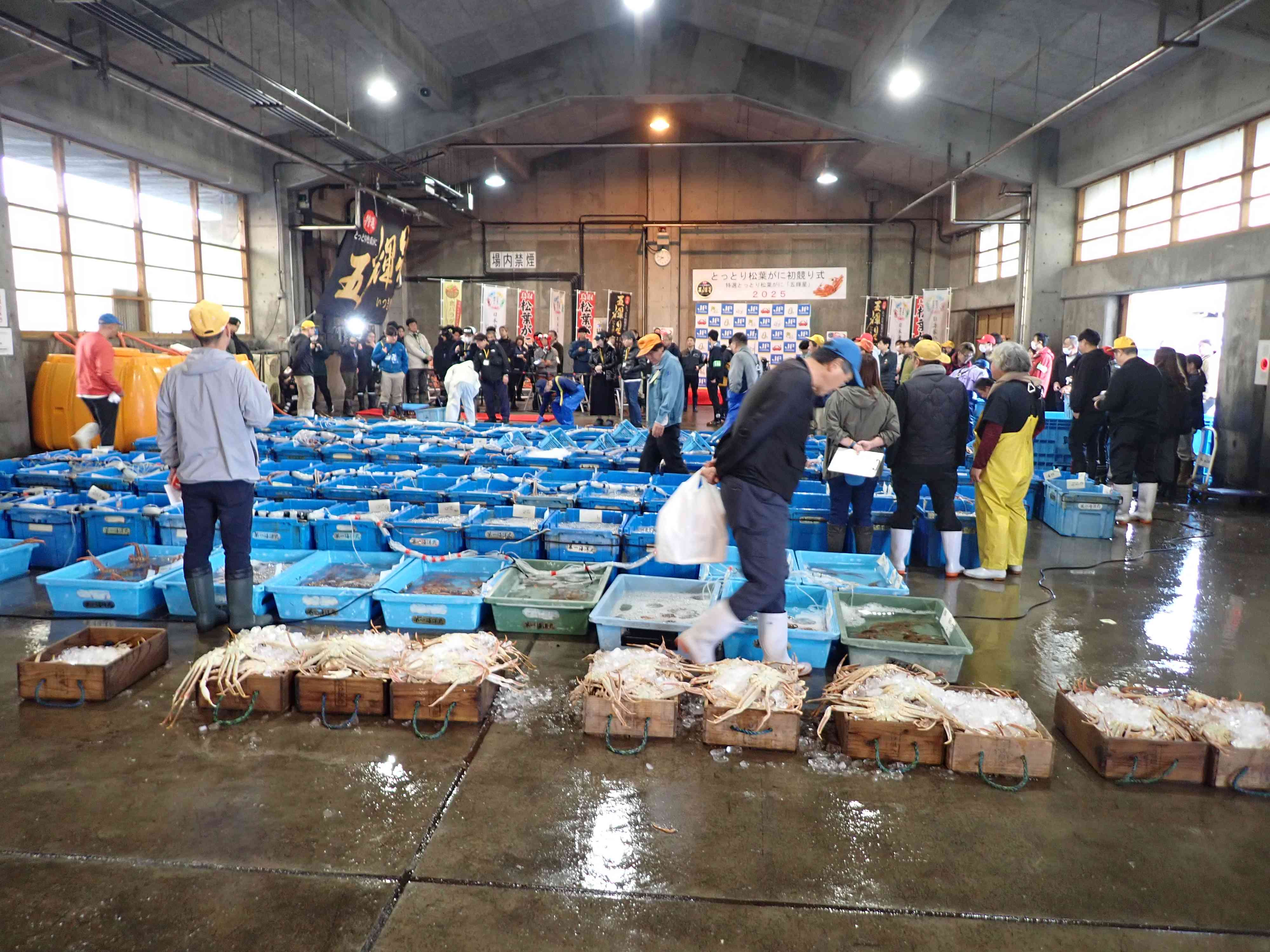賀露の松葉がに水揚げ
