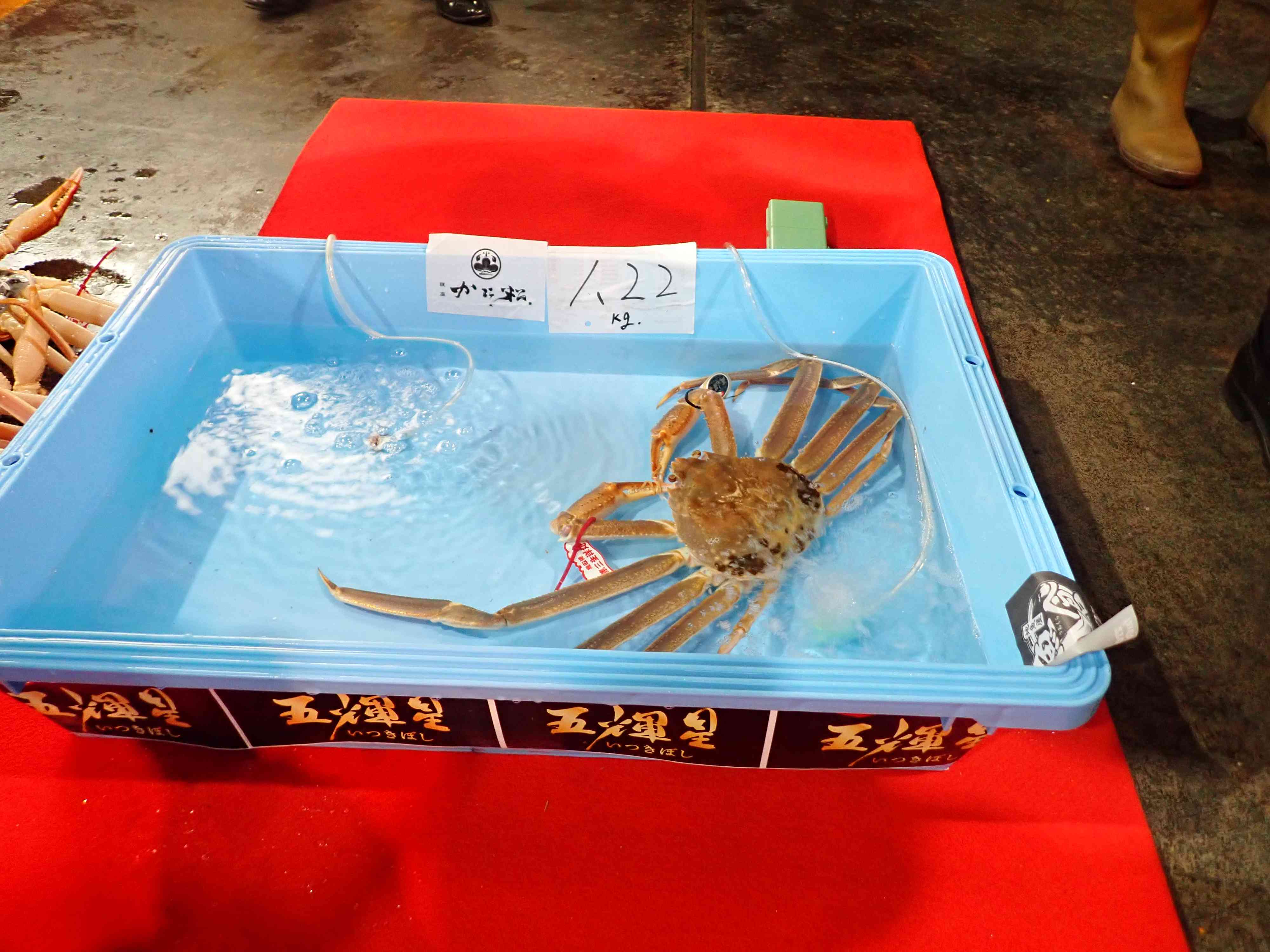 賀露の今年の初セリでの五輝星