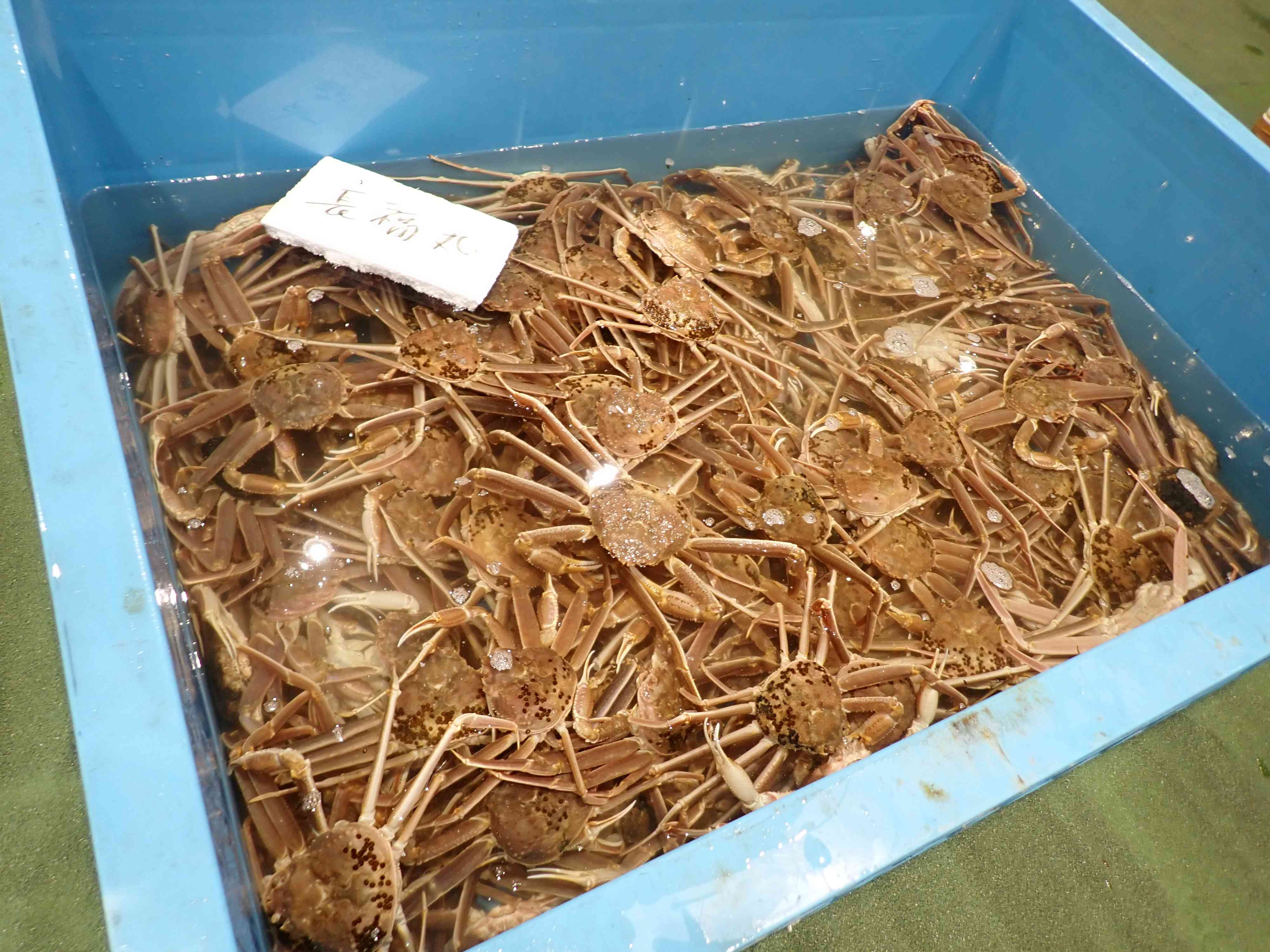 松葉がにタンク