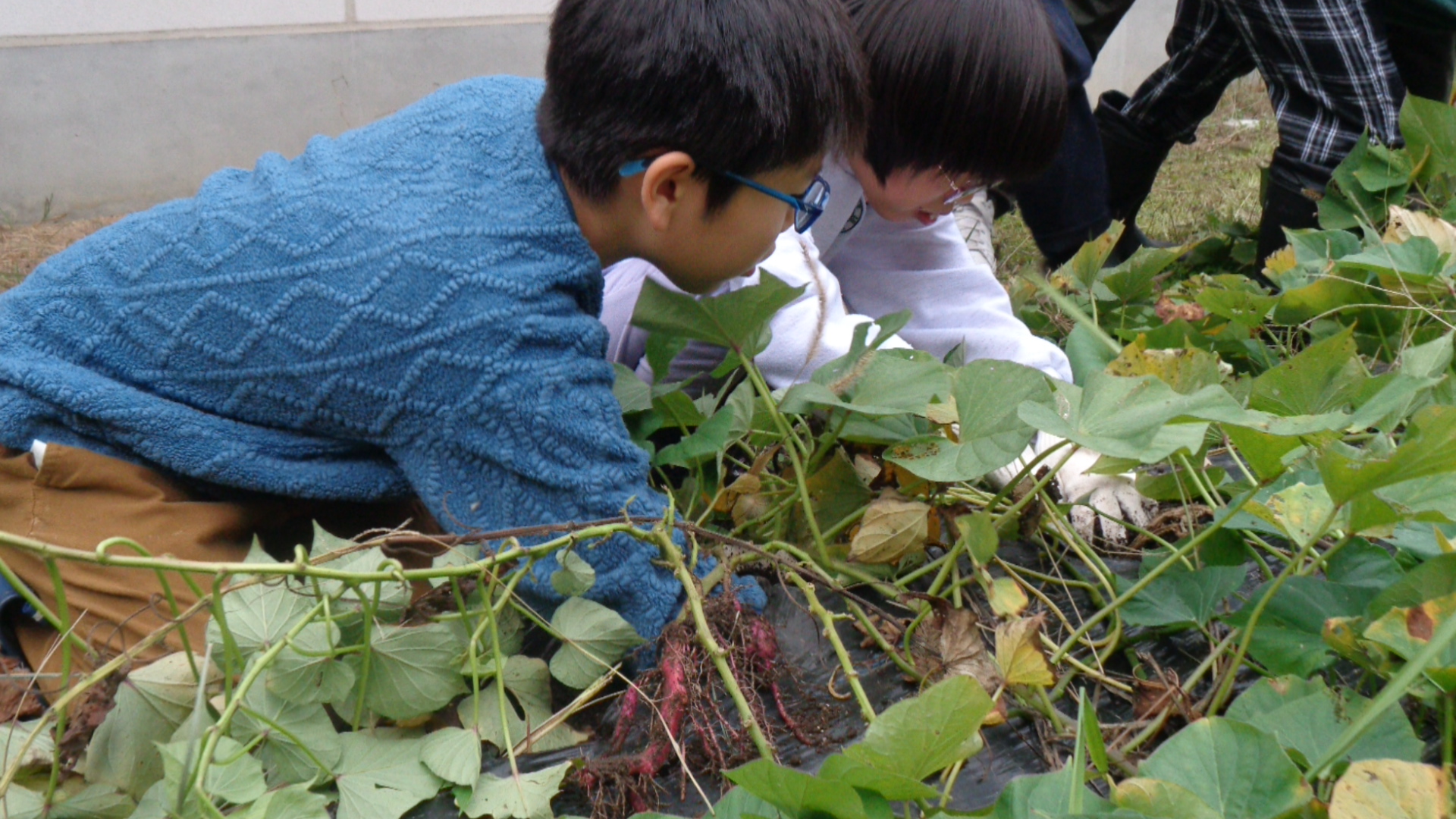 さつまいもを掘る子どもたちの様子