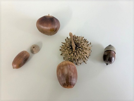 木の実たち