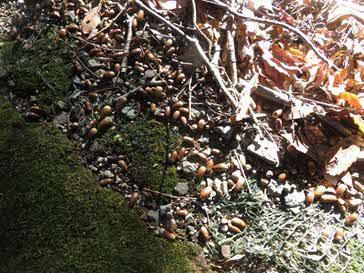 ドングリ（妻木新山地区）