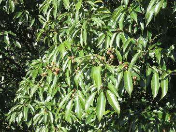 ドングリ（妻木山地区）