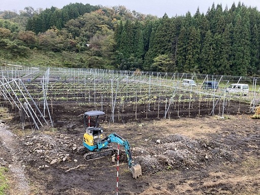 苗木植栽時の状況