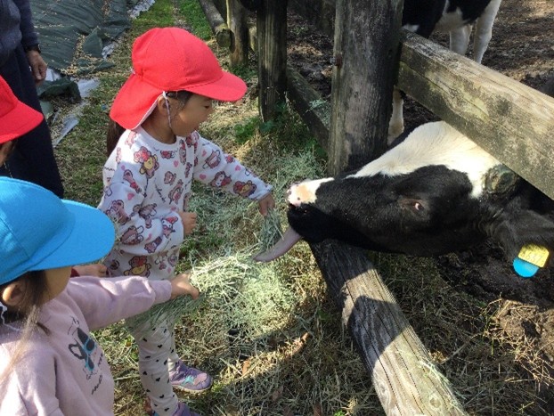 園児が乳牛に餌をあげています。