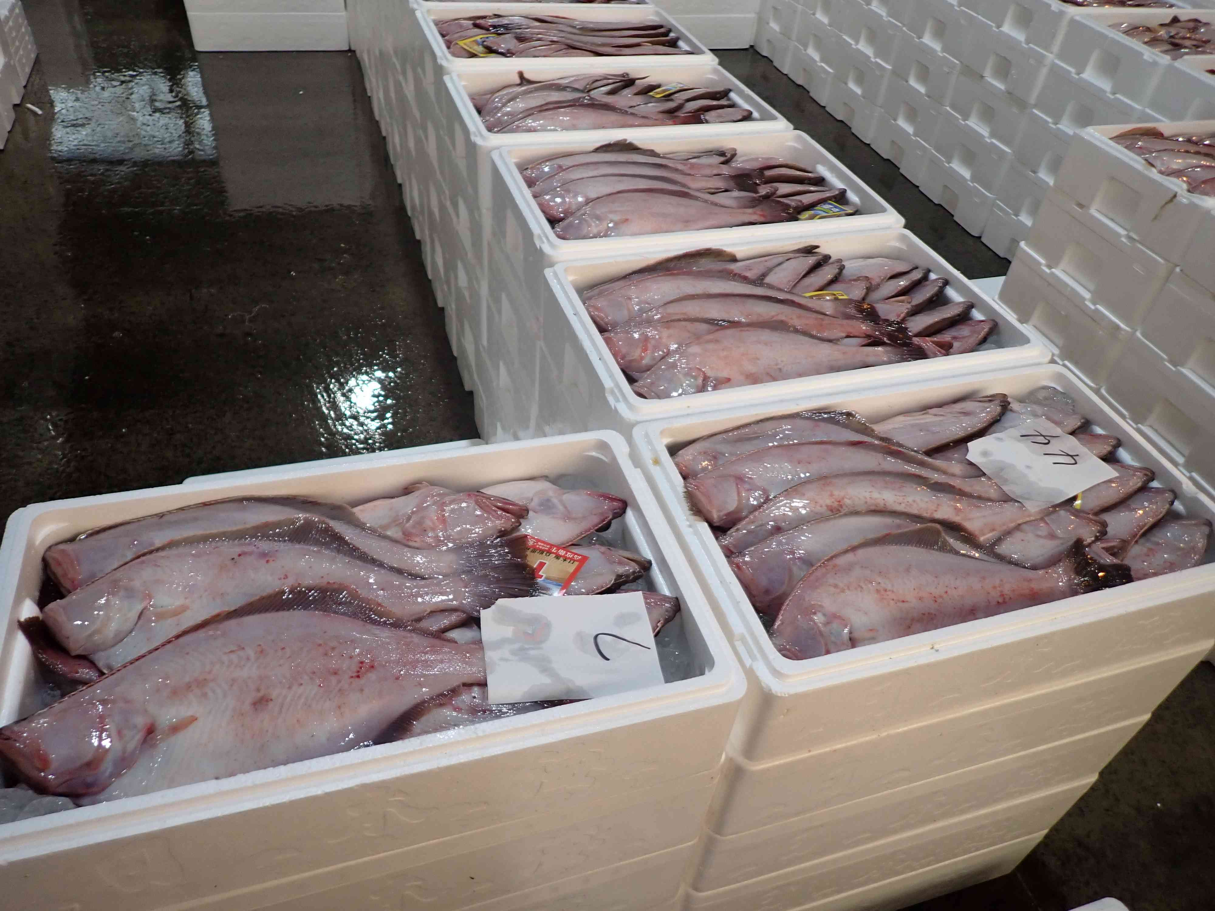 賀露アカガレイ