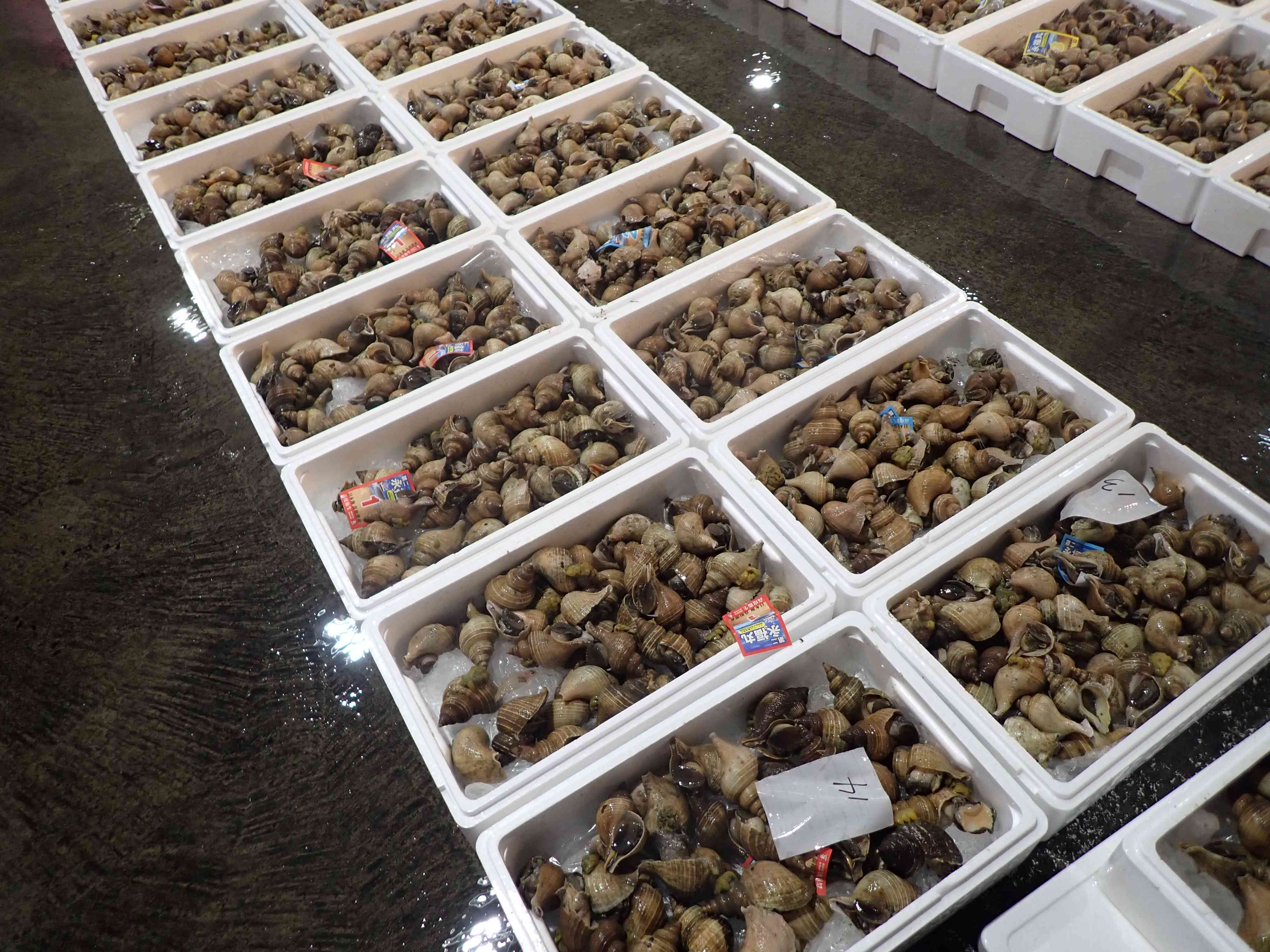 賀露エゾボラモドキ