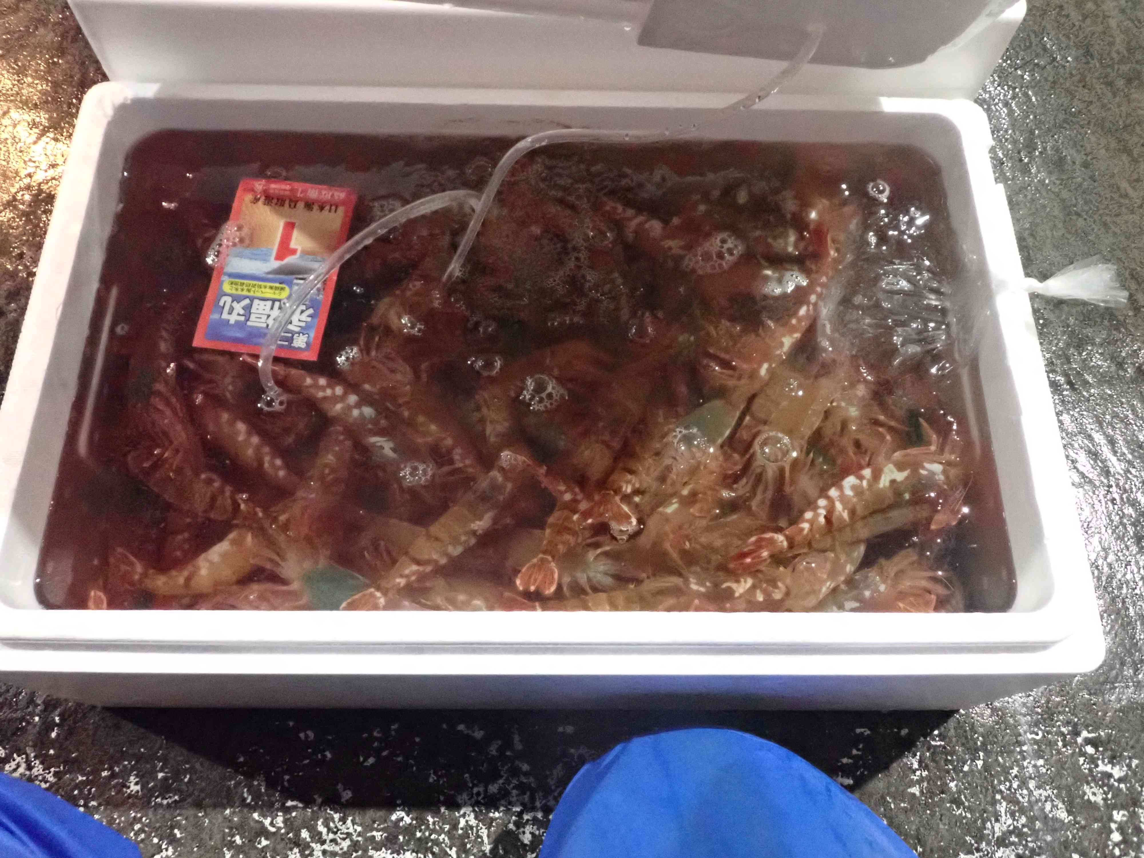 賀露活モサエビ