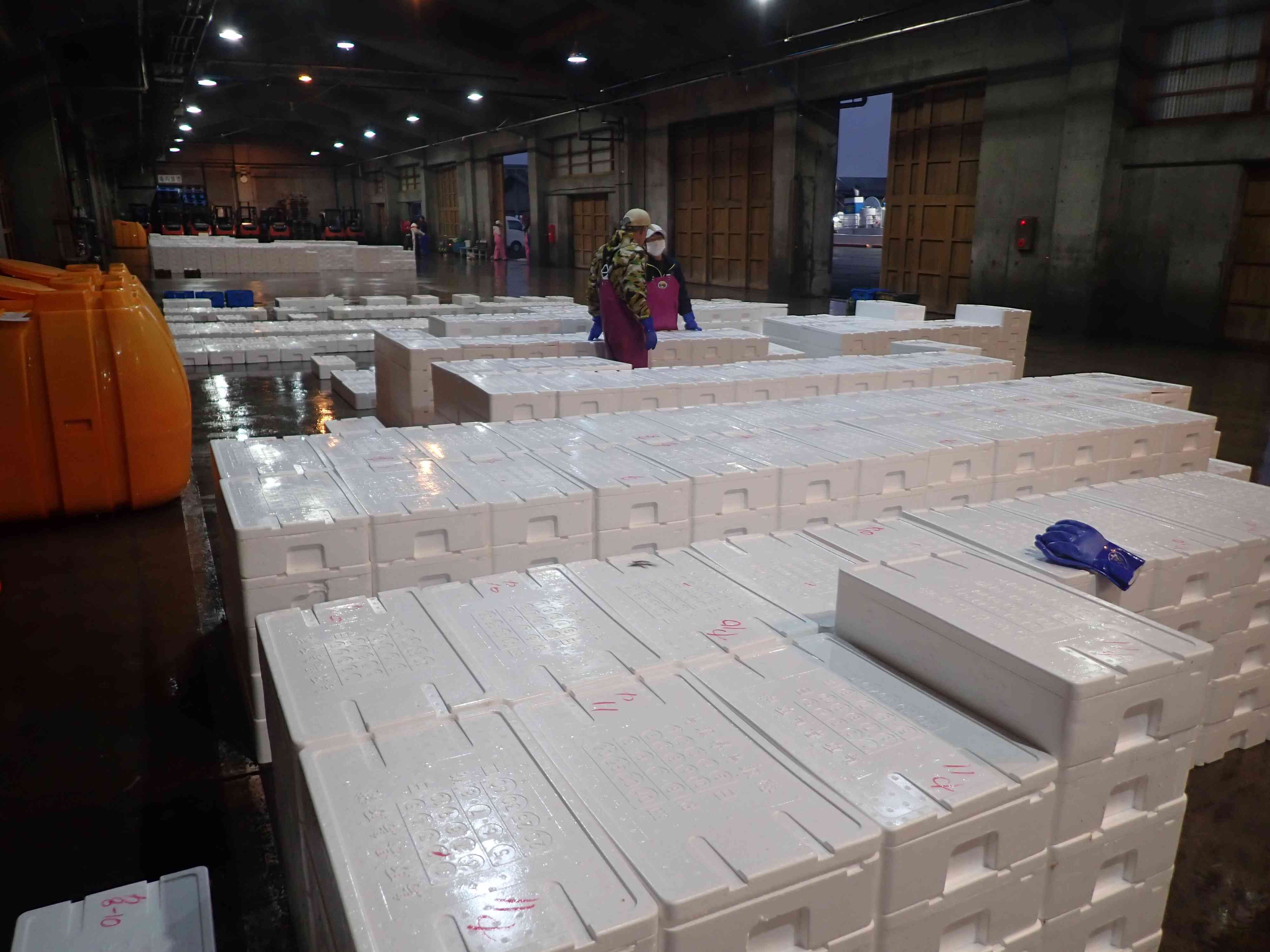 賀露アカガレイの水揚げ