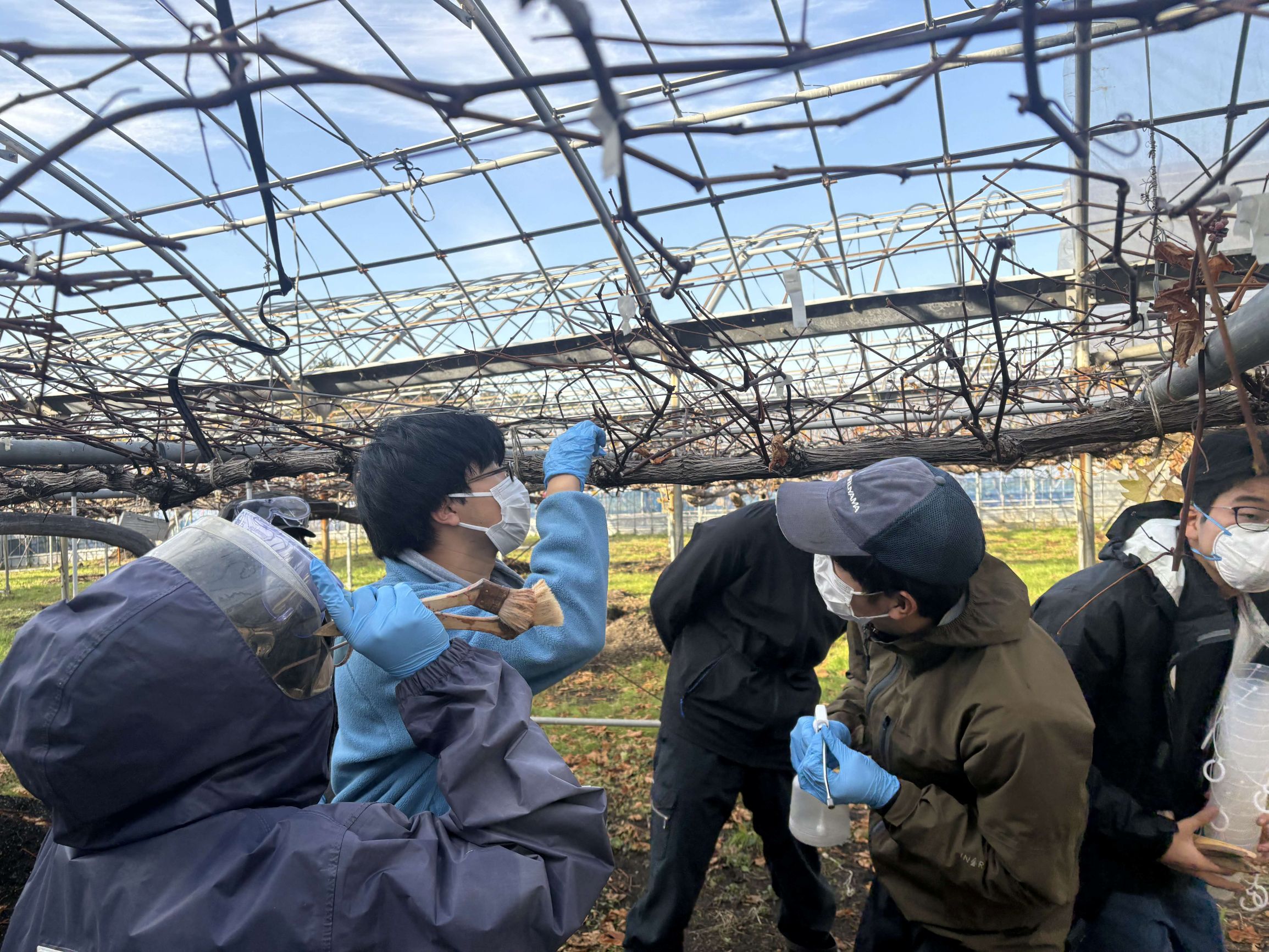 ブドウCX-10処理