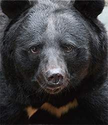 クマの写真（県政だより3月号の表紙）