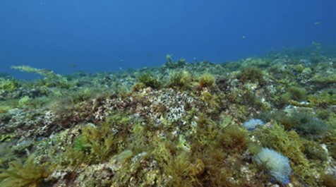 海藻に覆われている海士島の海底