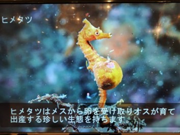 産卵中のヒメタツ