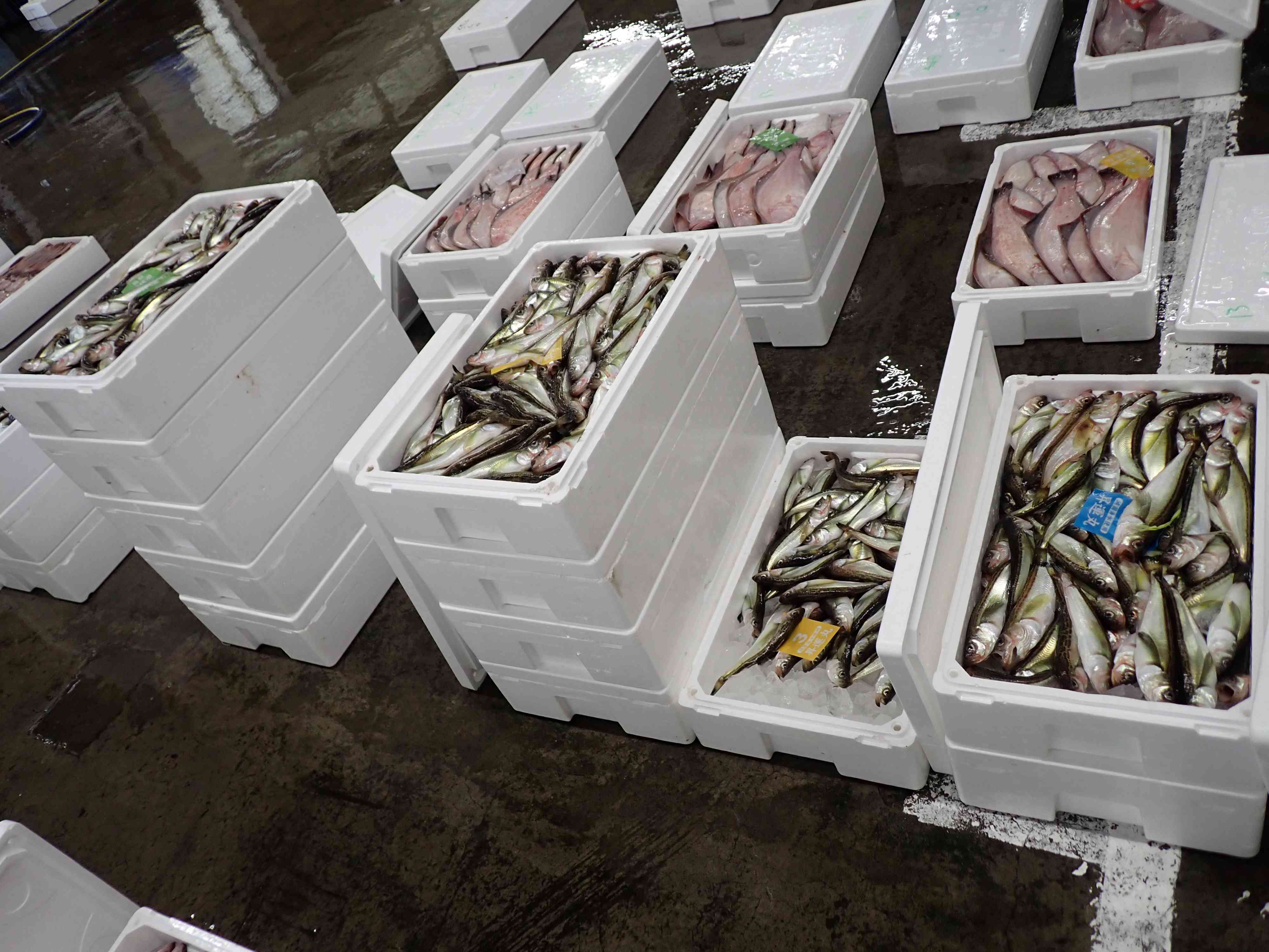 アカガレイ、ハタハタ