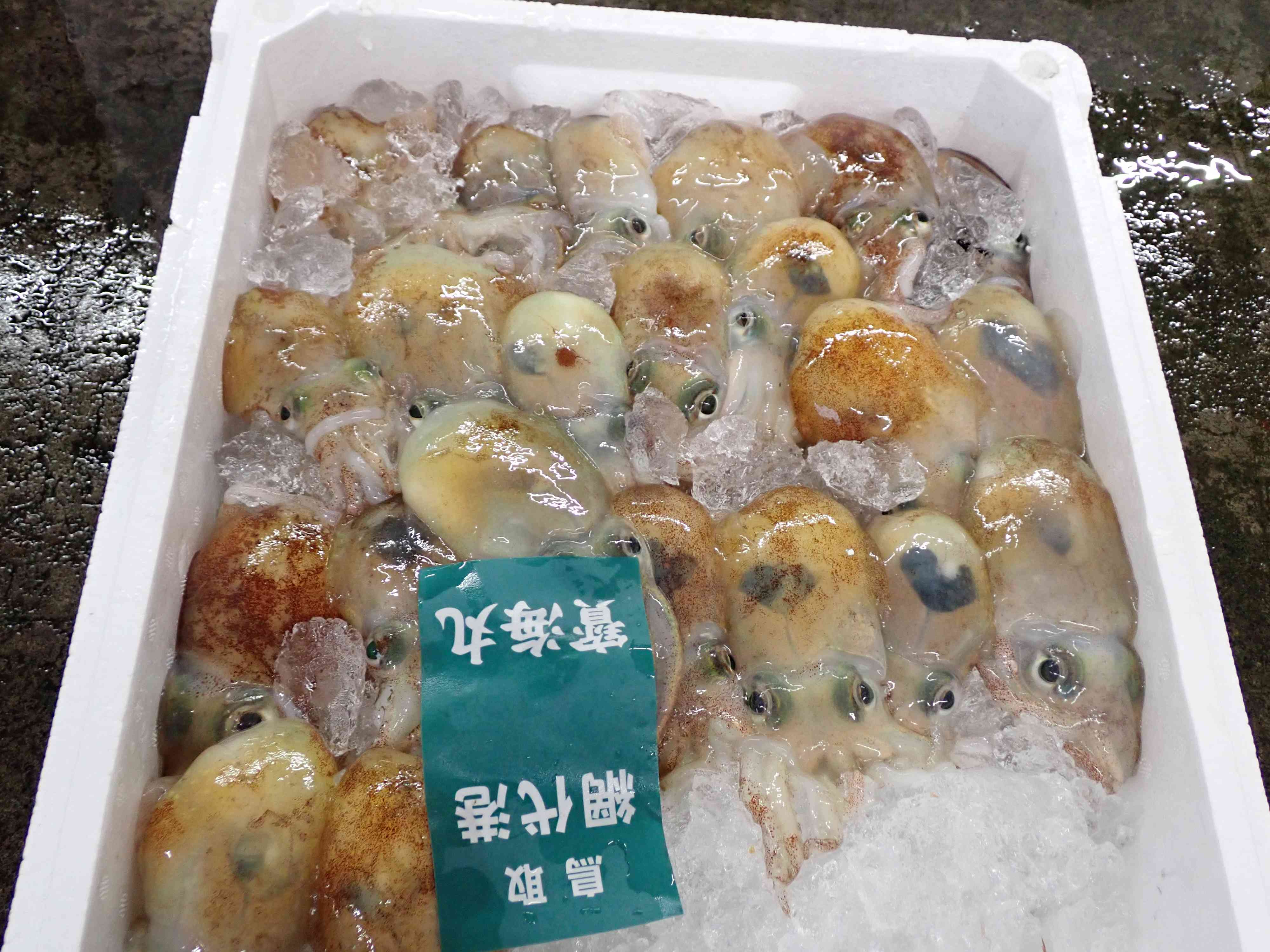 ボウズイカ(ミミイカ)