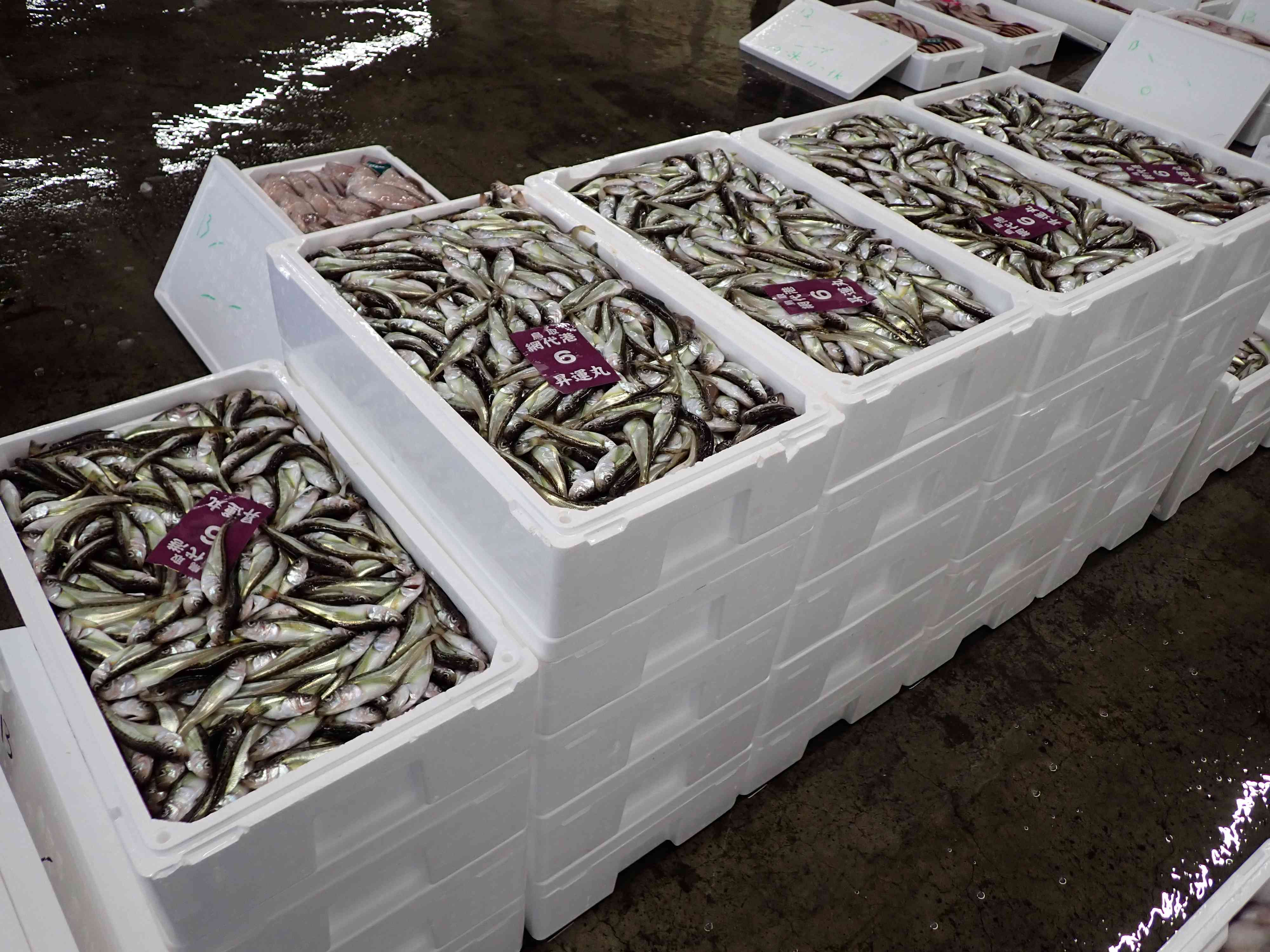 ハタハタの6番サイズ