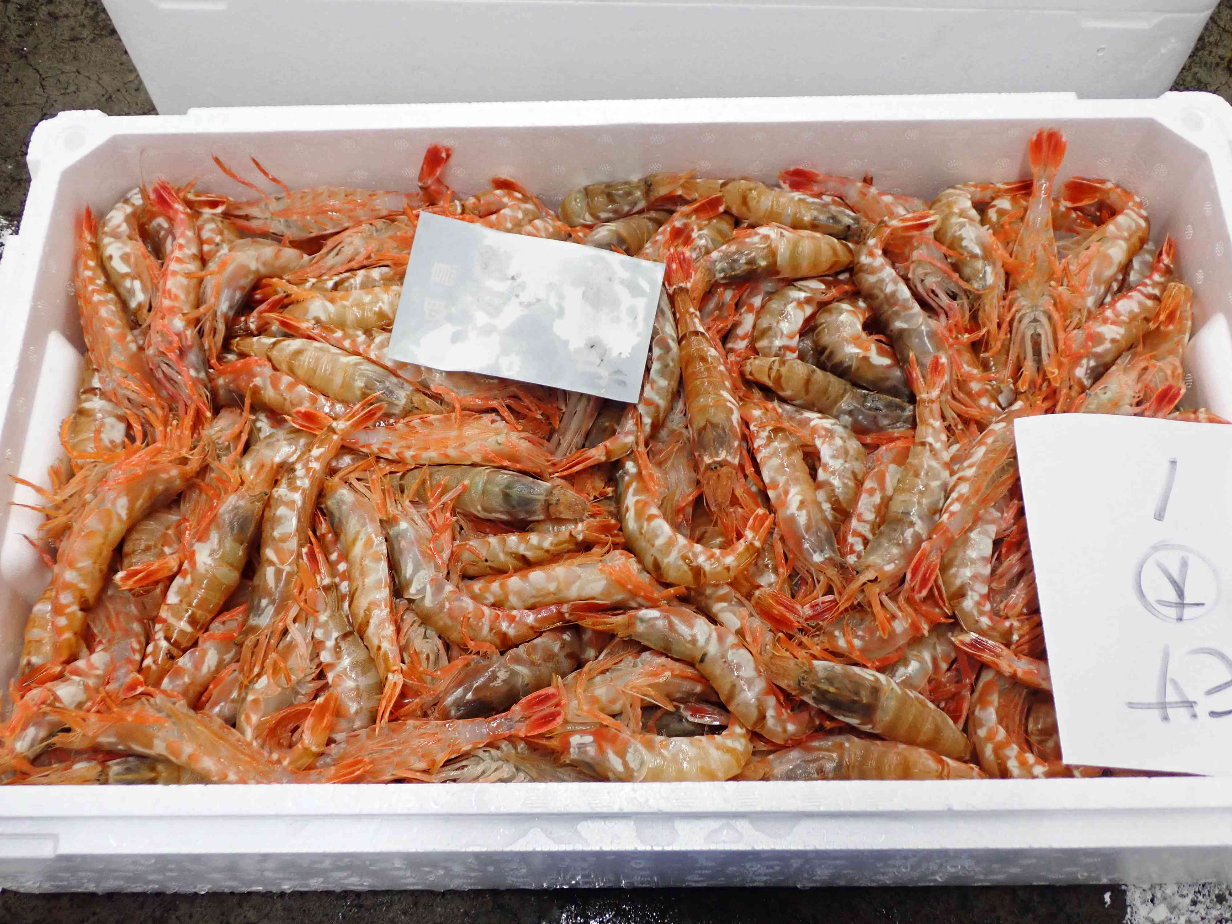 クロザコエビ（モサエビ）