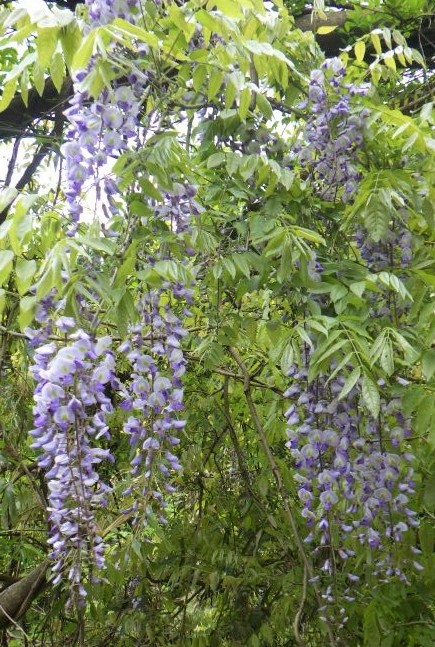 フジの花