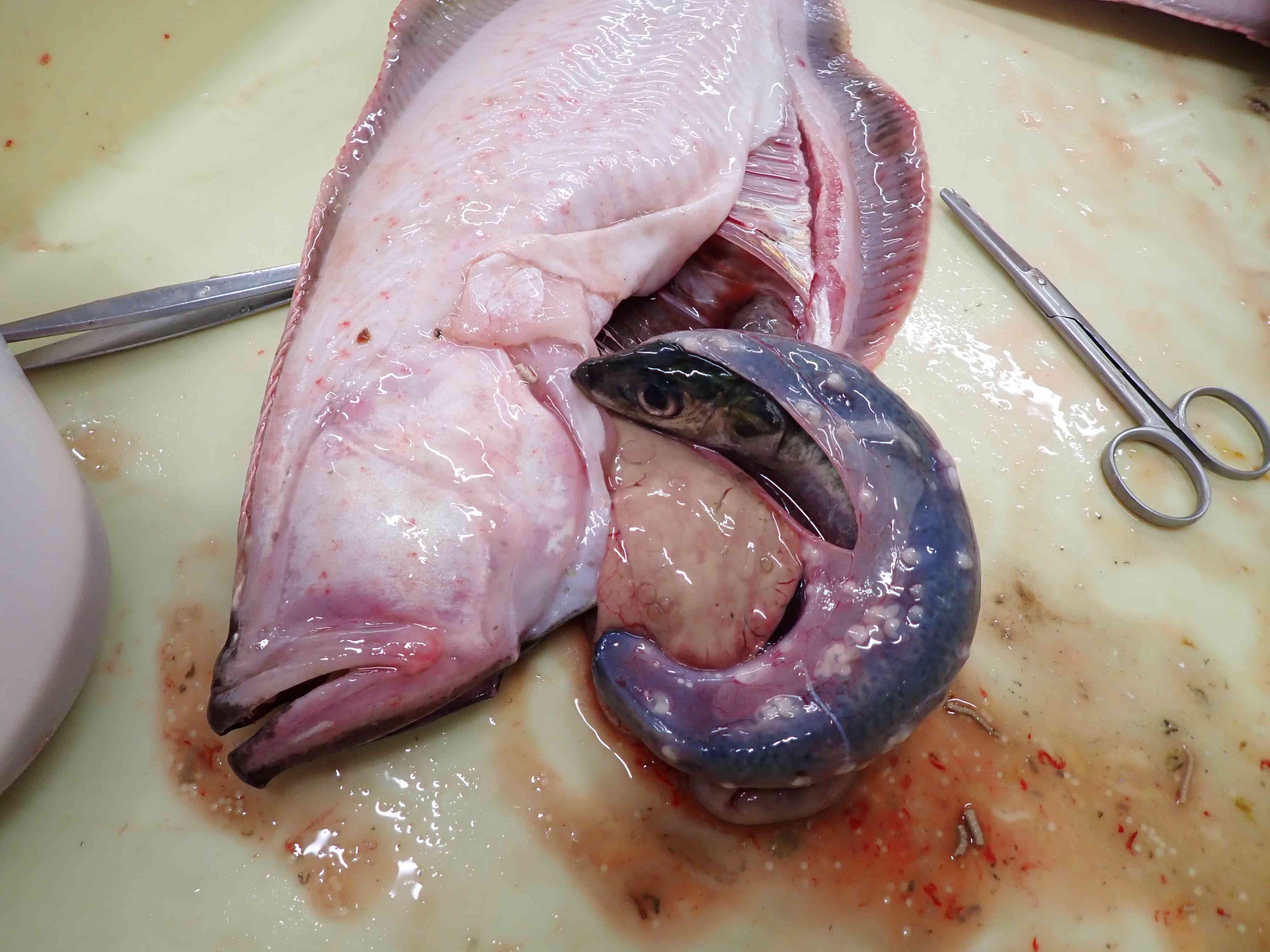 網代アカガレイ　マイワシ捕食