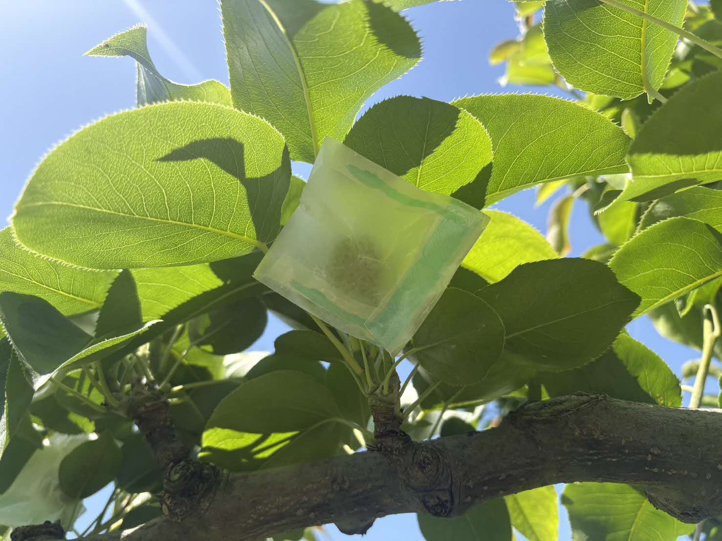 小袋かけ