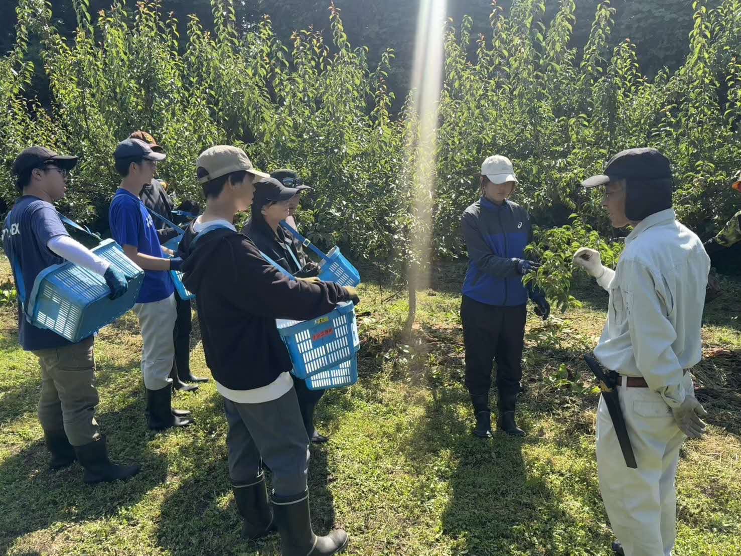 ウメ収穫