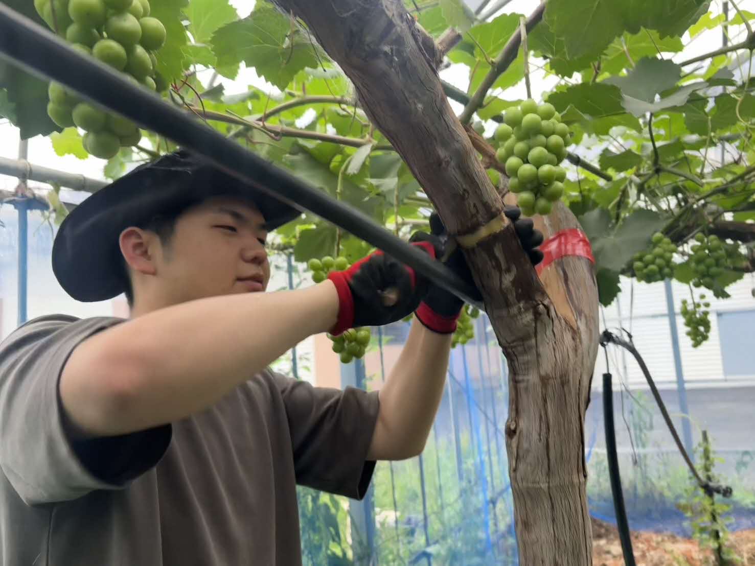 ブドウ環状剥皮