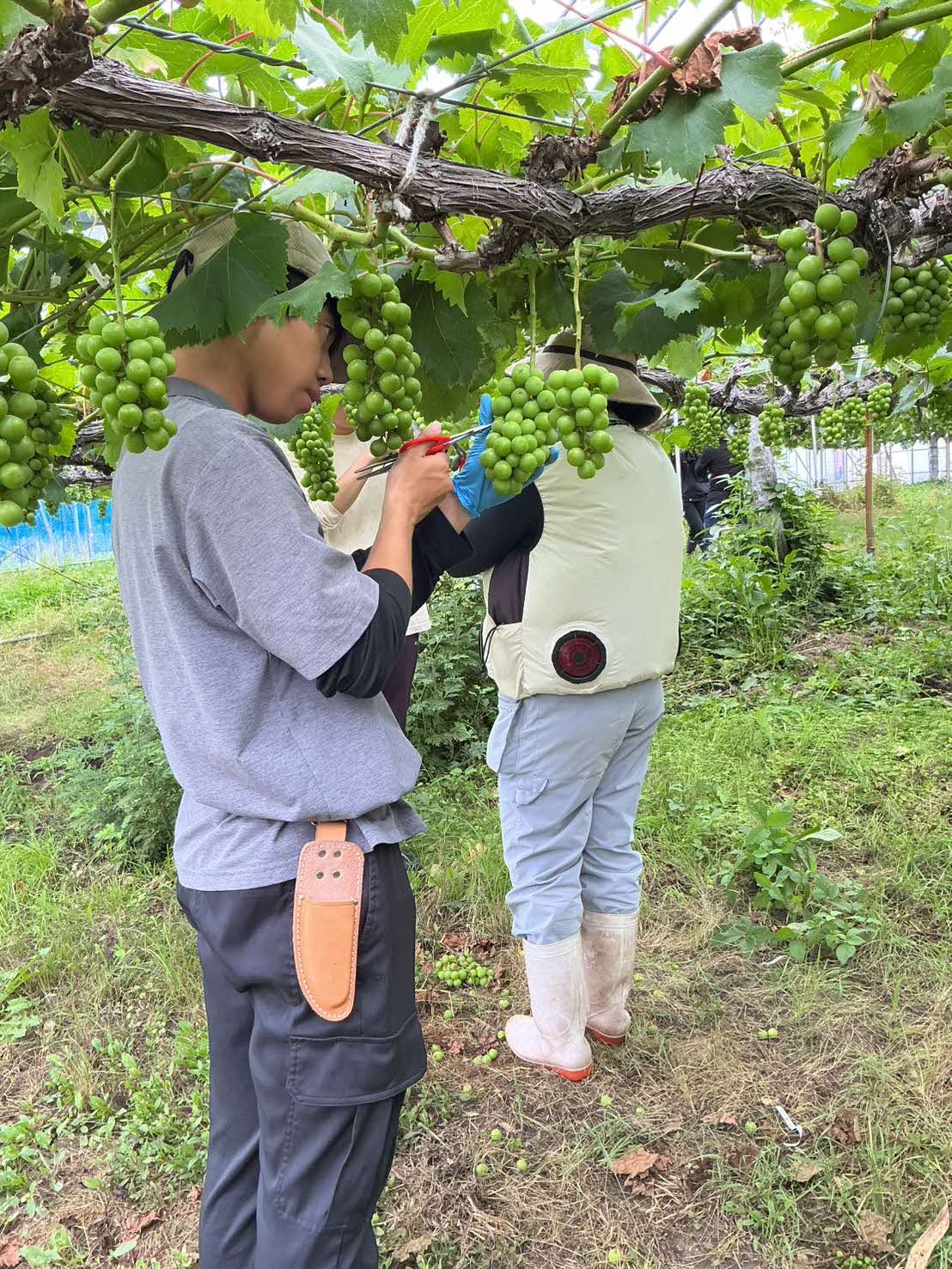ブドウ摘粒