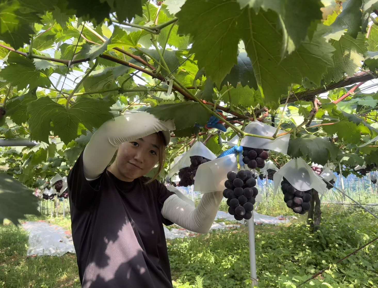 ブドウ収穫